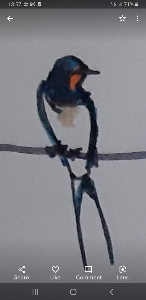 Swallows on a line